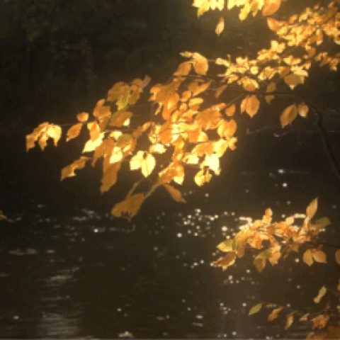 18402215.gif