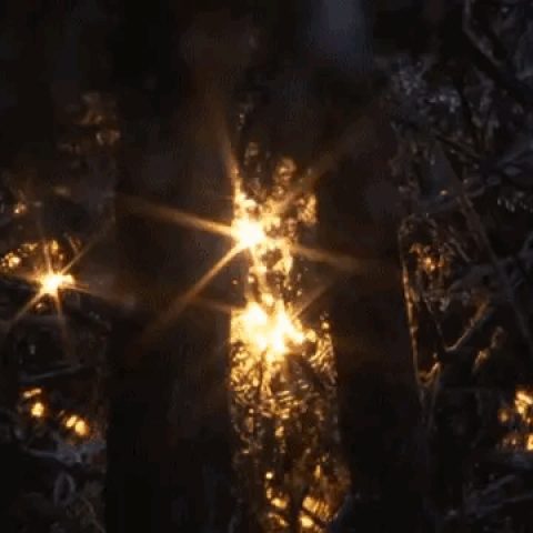 2114614011.gif