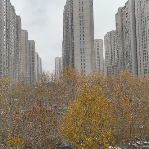 IMG_20251212_112352287.jpg